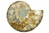 Cut & Polished Ammonite Fossil (Half) - Madagascar #282579-1